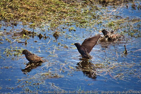 Starlings bathing
